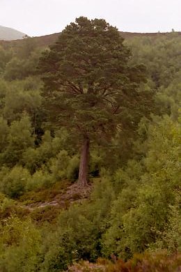 Glen Landscape Tree